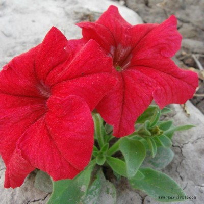 藍翔園藝 Pet06   供應花壇種子鮮紅**矮牽牛F1.種子、種苗、花卉