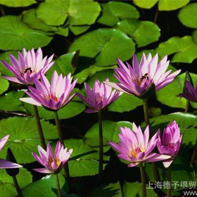**BASF汽巴熒光增白劑OB、OB-1，用于塑料和涂料，低