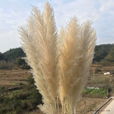 天然干花蘆葦花原生態超大蓬松蒲葦落地裝飾擺件婚慶舞臺場景插花小蘆葦